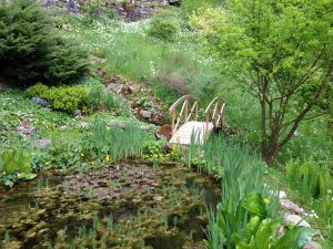 naturnaher Garten Teich